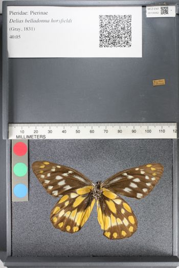 Media type: image;   Entomology 130062
